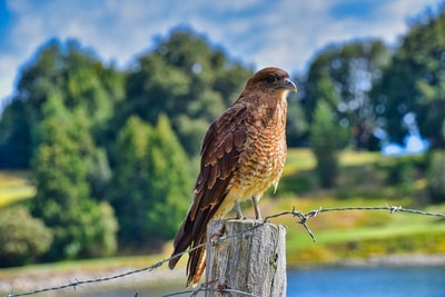 白天棕色木栅栏上的棕色鸟